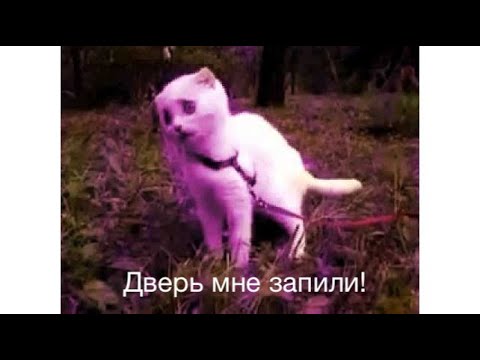 Видео: Дверца для кошки. Обзор, монтаж, отзыв.