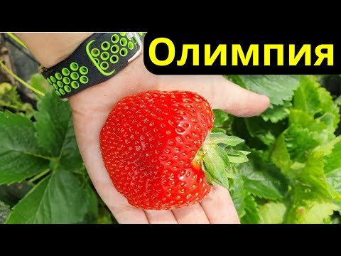 Видео: Обзор ягоды Лия, Олимпия, Скала, Брилла, Флавия, Фортуна,  Бриллианс,  Лючия, Партенопе и др.