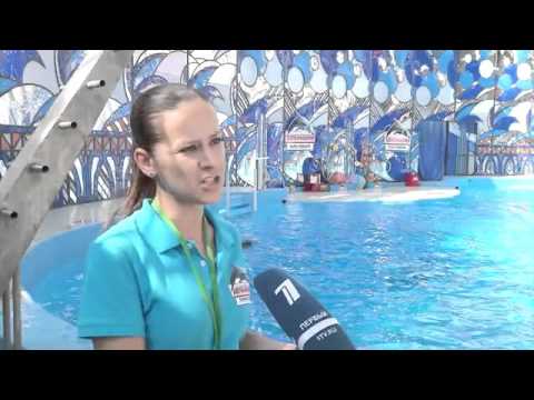 Видео: Вместе с дельфинами   Трюки, поцелуи, ми ми ми — как звезды готовятся к шоу `Вместе с дельфинами`