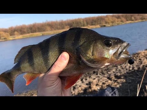 Видео: ГОТОВИМ ОКУНЯ.... СУПЕР БЛЮДО..