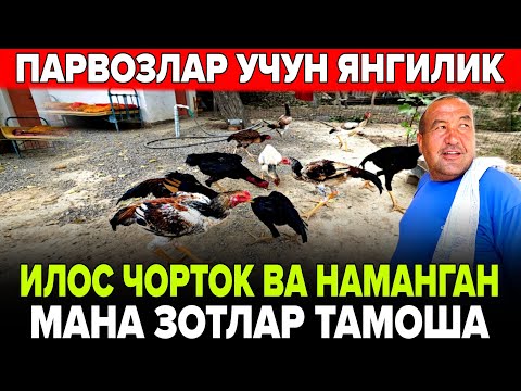 Видео: ЧОРТОК ВА НАМАНГАН ЗОТЛАР ИНДИ СОТУВДА 250$ ЛИ ЗОТЛАР ТУЛИК ВИДИО! 