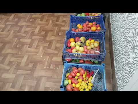 Видео: Полезный и смешной день. Женщина с хорошим инструментом, страшнее мужчины с косой :)  08.11.25