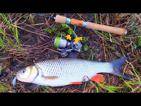 Видео: ГОЛАВЛЬ НЕ УСТОЯЛ ПЕРЕД ЭТИМ ВОБЛЕРОМ !!! Rigge 35 ловит !!!