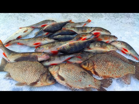 Видео: ОКУНЬ, КАРАСЬ, ПЛОТВА,  затоки річки ПСЕЛ. Ловля окуня. Рибалка на карася.
