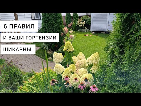 Видео: 6 правил ухода за Метельчатыми Гортензиями 🌱Шикарные гортензии без хлопот: Сорта, Уход, Личный опыт