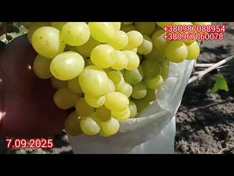Видео: Огляд  сортів винограду ,врожаю 2025.Заключне 4 відео.