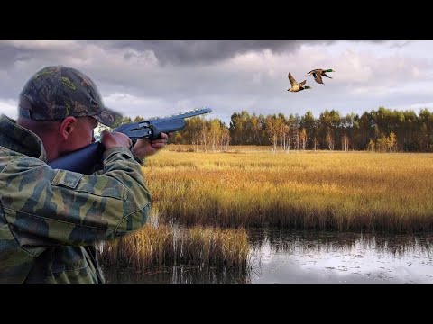 Видео: ЧЁТКО СБИЛ! 👍 Охота на утку осенью с мр-155.