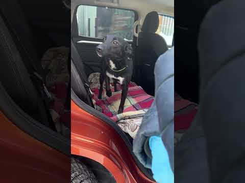 Видео: Встреча с Молли ☺️