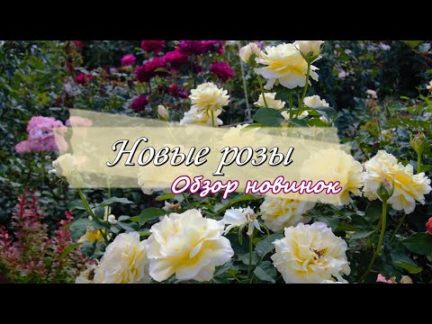 Видео: Новые розы и не только..