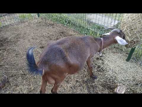Видео: Ложная беременность у козы. Подозрения на ложную беременность у коз.