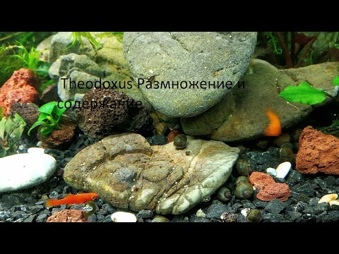 Видео: Theodoxus Размножение и содержание