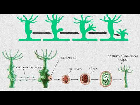 Видео: Строение и образ жизни кишечнополостных 🐙 | Биология 8 класс | Просто и понятно