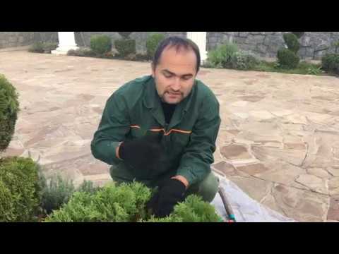 Видео: Стрижка шаровидных туй