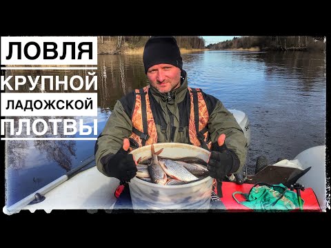 Видео: Ловля крупной ладожской плотвы. Рыбалка на ладоге