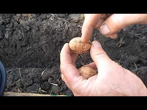 Видео: ПОСАДКА ГРЕЦКОГО ОРЕХА ПЛОДОМ