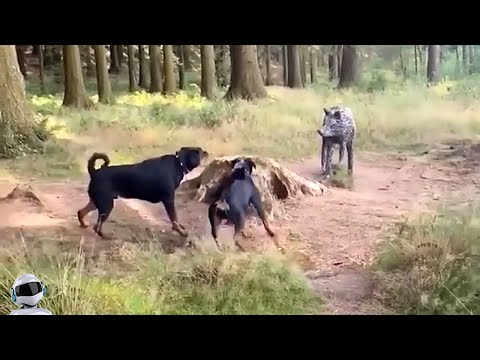 Видео: Глаза не Верят, но Эти Видео с Животными Повезло Снять на Камеру!