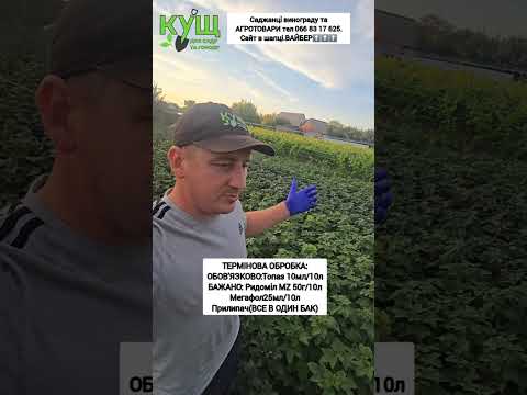 Видео: Щось на смородині😪 Обробка: #кущ #панянка75а #полтава #0668317625