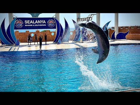 Видео: Дельфинарий в Турции. Плавание с дельфинами в SEALANYA DOLPHINPARK. Лохотрон для туристов!