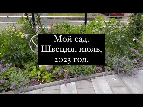 Видео: Мой сад. Швеция, июль, 2023 год.