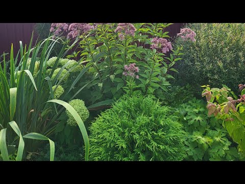 Видео: Обзор сада в сентябре, часть 2. 13.09.2024
