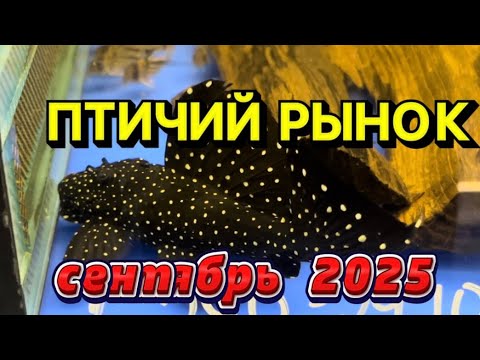 Видео: ПТИЧИЙ РЫНОК, САДОВОД, МОСКВА. ОБЗОР ЗА СЕНТЯБРЬ 2025. 