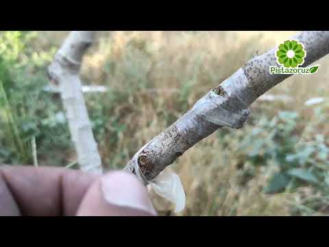 Видео: Куртак пайванд хақида керакли малумотлар