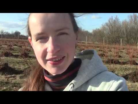 Видео: Обрезка голубики. Весна 2020.