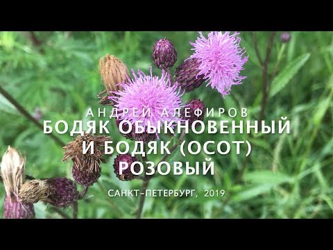 Видео: Бодяк обыкновенный и бодяк (осот) розовый. Алефиров А.Н.