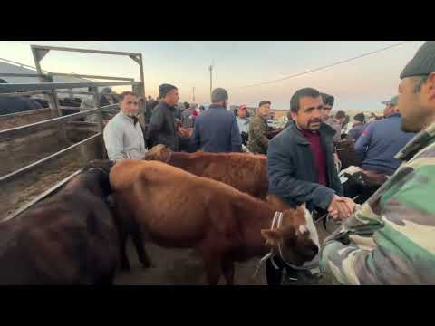 Видео: 30 октября 2025 г. Xorazm qoshkopir qum bozori yosh gunojin xokiz narxlari