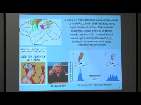 Видео: Дубынин В. А. - Физиология потребностей - 7. Зеркальный принцип работы мозга