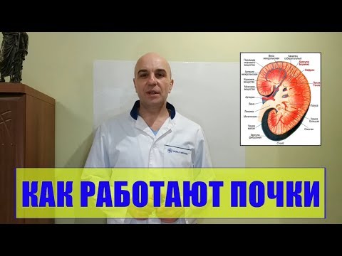 Видео: Как работают почки Просто и доступно