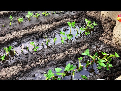 Видео: ЛЕТНЕЕ ЧЕРЕНКОВАНИЕ РОЗ. Показываю все тонкости.