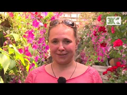 Видео: СОЗДАЕМ РОЗАРИЙ -  ВСЕ О РОЗАХ