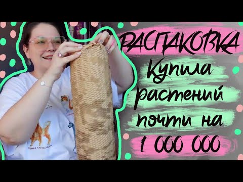 Видео: Распаковка растений из Таиланда на миллион . Совместная закупка . Антуриумы , стефания , ардизия