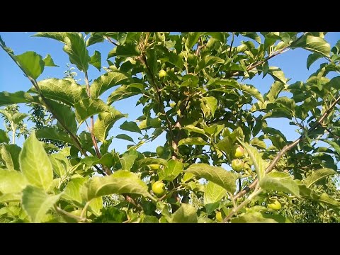 Видео: Літня обрізка яблуні , формування крони дерева