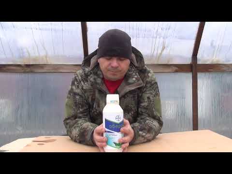 Видео: Клещ на розах? Поможет Оберон Рапид! rozapochtoi.ru