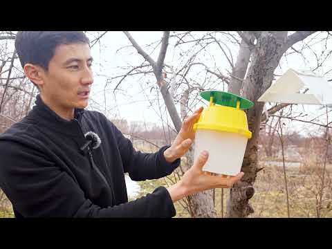 Видео: Мөмө жемиштерди өстүрүүдө зыянкечтерден коргонуу