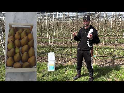 Видео: Обробки груші проти медяниці. Підготовка до цвітіння, боротьба з приморозками. Яблунівська, Алесіа