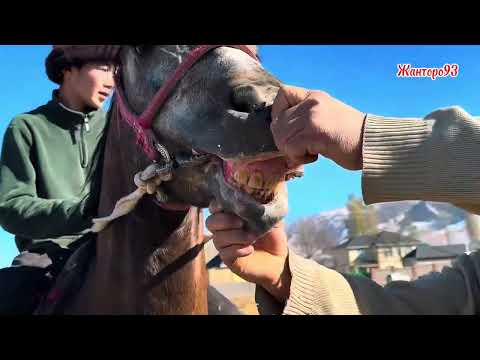 Видео: Кыргыз жылкы +996-774-503-586. 14 ноября 2025 г.
