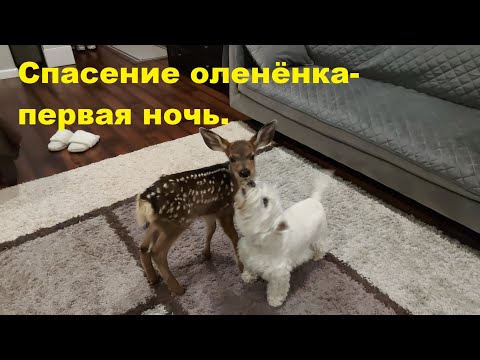 Видео: Спасение оленёнка первая ночь - новый дом.