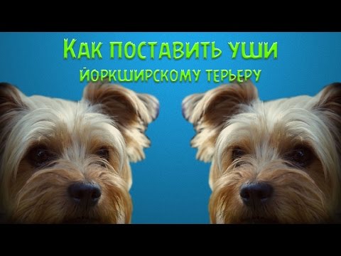 Видео: Как поставить уши йоркширскому терьеру.