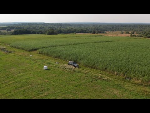 Видео: Для чего мы выращиваем иву. Видео-обзор. Русская ива.