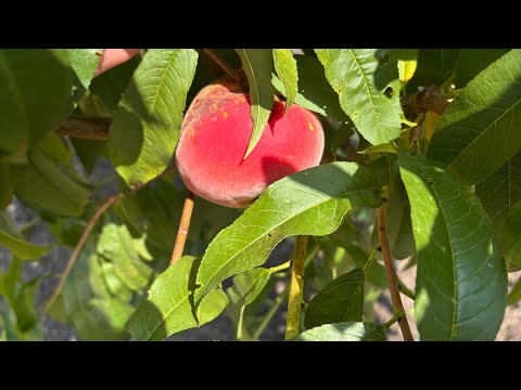 Видео: Как да отглеждаме зеленчуци органично ?Компостиране , микроорганизмите и живата почва!