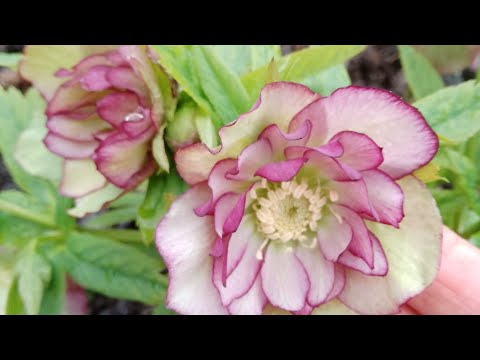 Видео: Пора поговорити про чемерники.🤗 Не доводьте до того, до чого довела я.🫣