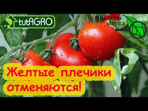 Видео: ВКУСНЫЕ ТОМАТЫ: ГДЕ ВЗЯТЬ КАЛИЙ ДЛЯ ПОДКОРМКИ. Бесплатный органический калий у вас под носом!