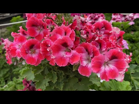 Видео: Обзор теплицы в конце июня.