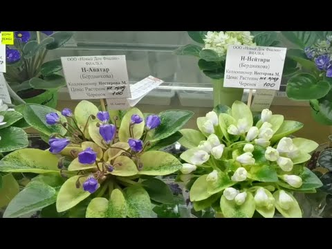 Видео: Коллекция фиалок Маргариты Нестеровой на выставке в Доме Фиалки в Москве апрель 2021