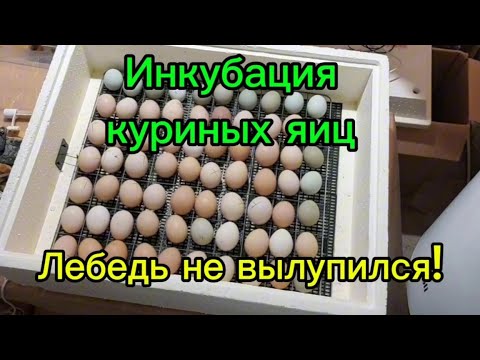 Видео: Инкубация куриных яиц, лебедь не вылупился!