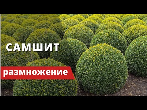 Видео: САМШИТ (БУКСУС - BUXUS) - или "КРОШКА НА МИЛЛИОН". Размножение черенкованием. Подробная инструкция.