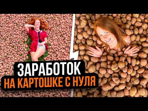 Видео: УБОРКА КАРТОФЕЛЯ 2023 | Как фермеры зарабатывают миллионы на картошке